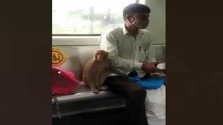 Viral Video : ಮೆಟ್ರೋ ರೈಲಿ‌ನಲ್ಲಿ ಕೋತಿಯ ಸಂಚಾರ!... 