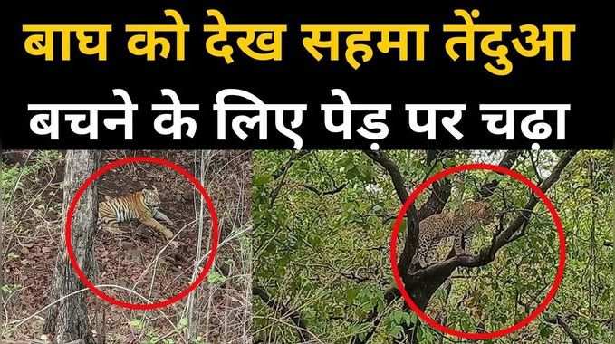 बाघ को देख सहमा तेंदुआ, डर से पेड़ पर जाकर बैठा, टाइगर भी नीचे डटा रहा 