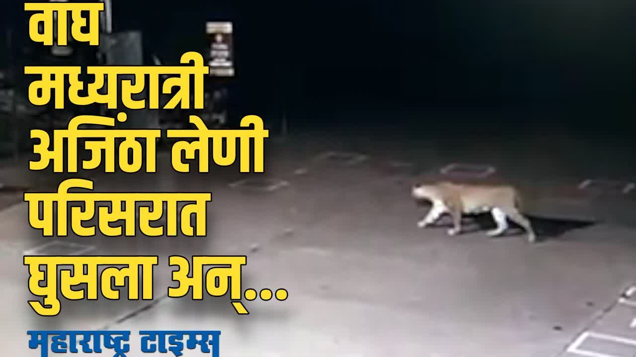 CCTV:  बापरे! पट्टेरी वाघ अजिंठा लेणीच्या बुकिंग काउंटरजवळ घुसला अन्...