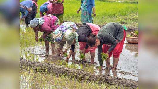 शेतमालास हमीभाव मिळण्यासाठी हे पाऊल उचलणार; कृषीमंत्र्यांचं महत्त्वपूर्ण वक्तव्य