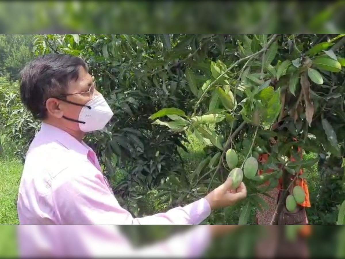 121 Variety Of Mango Tree ल ग क ल ए अज ब बन एक प ड इस पर लगत ह 121 क स म क आम There Is A Unique Tree In Saharanpur It Grows 121 Varieties