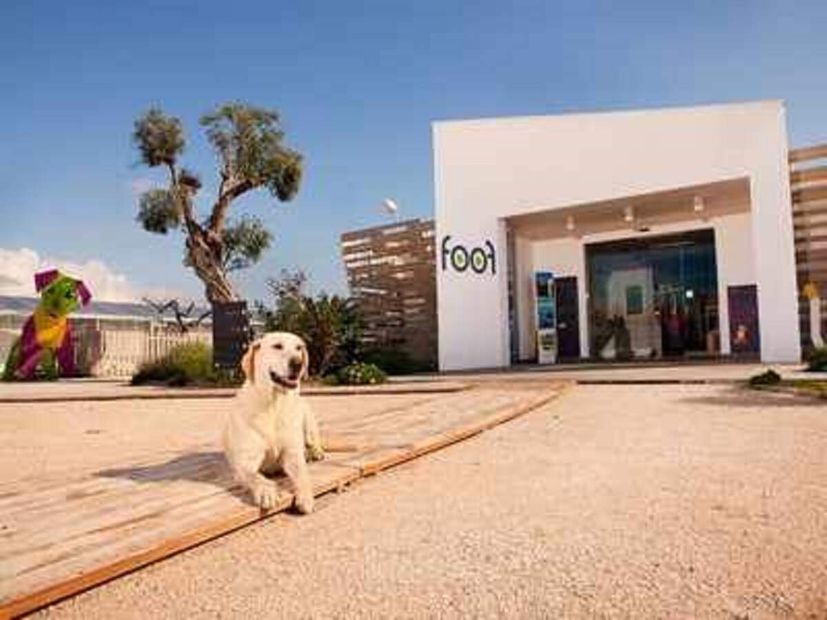 Dog Museum In The World य ह द न य क फ मस ड ग म य ज यम ड ग लवर स एक ब र इन जगह पर घ मन जर र ज ए Navbharat Times
