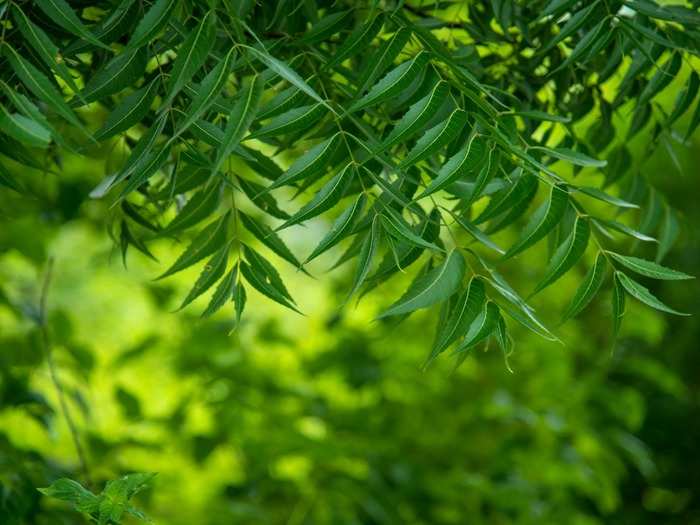 neem leaves