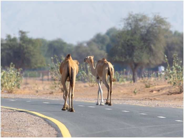 oman-saudi road completed