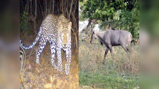 मृत नीलगाय खाल्ल्याने बिबट्याचा मृत्यूृ; प्राणीमित्रांना 'ही' शंका