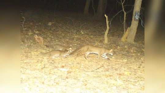 प्राणी प्रेमींसाठी आनंदाची बातमी, काळ्या बिबट्यानंतर आता 'या' जातीचं दर्शन