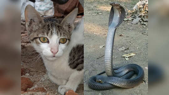 cat fights with cobra: थरारक! झोपलेल्या कुटुंबीयांच्या रक्षणासाठी पाळीव मांजरीची नागाशी झुंज