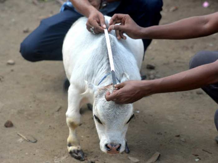 cow bangladesh 03