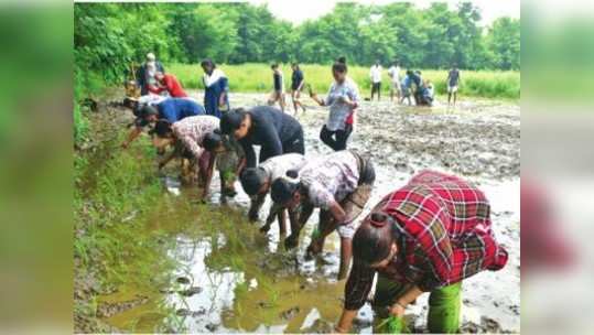 बांधावर चला...भात लावा...भाज्या पिकवा