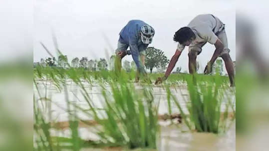 पावसाच्या आगमनाने बळीराजा सुखावला; राज्यात पेरण्यांचा जोर