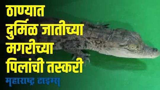 crocodile | दुर्मिळ जातीच्या मगरीच्या पिलांची तस्करी; सावित्री नदीतून आणल्याची माहिती