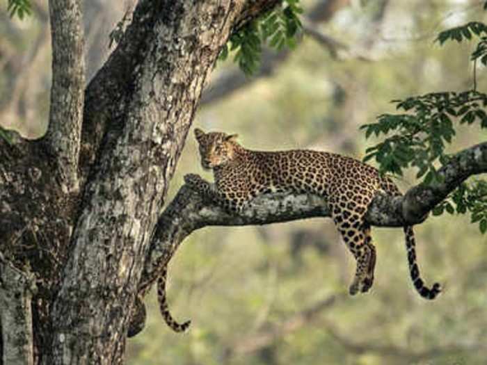 Indian Leopard চ ত ত ন হয এল ত র পর Indian Leopard Declined Up To Ninety Percent Eisamay