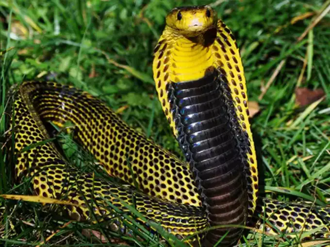 सबसे खतरनाक सांपों में से एक
