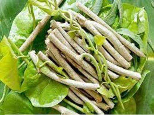 Best Selling Giloy ச ந த ல ல எத ச றந தத மற ற ம அதன ஆர க க ய நன ம கள Best 5 Giloy And Its Health Benefits Fea Ture Samayam Tamil