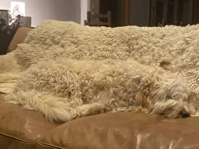 फिर से खो गया कुत्‍ता...