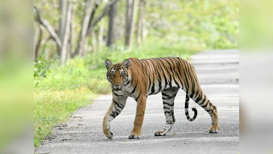 जंगलात बैलांना चरायला घेऊन गेलेल्या गुराख्यासमोर अचानक वाघ आला, अन्...