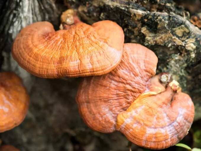 health benefits of mushroom coffee in tamil: Mushroom Coffee: ட்ரெண்டாகி வரும் மஷ்ரூம் காஃபி, அற்புதமான நன்மைகளை தரும் இதை வீட்டிலேயே எப்படி தயாரிக்கிறது? 5 samayam tamil Tamil News Spot