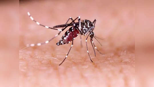 Zika Virus In Maharashtra: महाराष्ट्रात आता 'झिका'चा धोका; आजाराची सर्व लक्षणे जाणून घ्या...