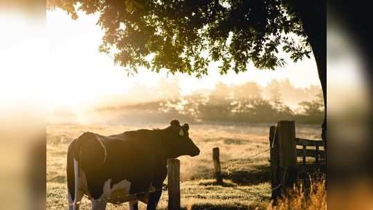 धक्कादायक! 'या' गावात गाईंचे मातृत्वच थांबलं, कारण वाचून हादराल