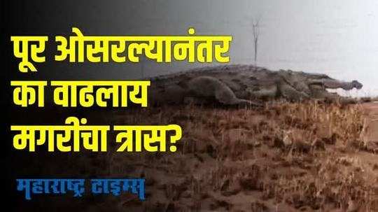 Satara Flood | साताऱ्यातील पूर ओसरला, आता वाढलीय मगरींची दहशत