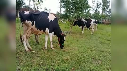 शेतकऱ्यांची जनावरे चोरणाऱ्या टोळीला दणका; पोलिसांनी असा केला पर्दाफाश