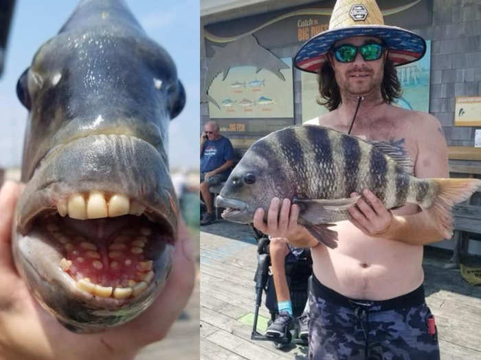 fish with human-like teeth