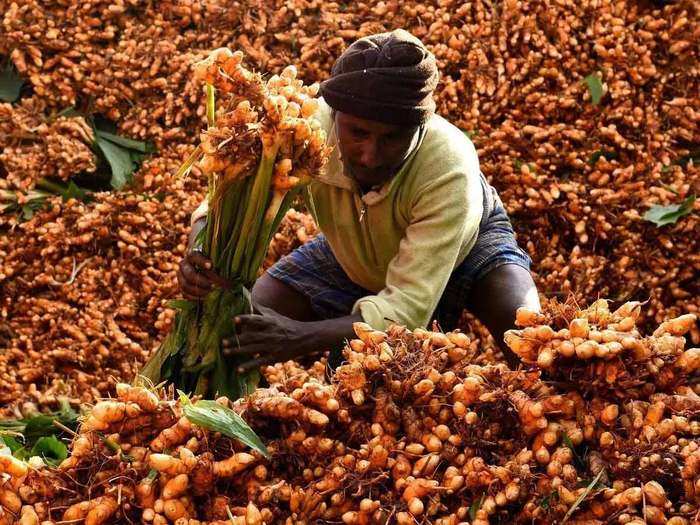 turmeric farming business idea: how to do turmeric farming, which can give you earning of up to four times in very less time than