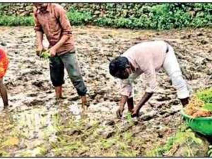 Teachers Plant Paddy In Field Madhya Pradesh Teachers Plant Paddy And Send Farmers For Vaccination क स न क व क स न क ल ए भ ज श क षक न क य उनक क म क चड भर ख त म क