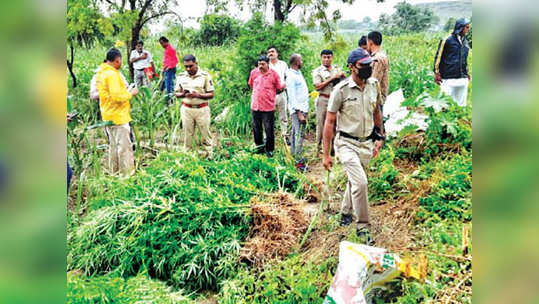 मक्याच्या शेतात पिकवला १०० किलोचा गांजा; पोलिसांनी धाड टाकताच...