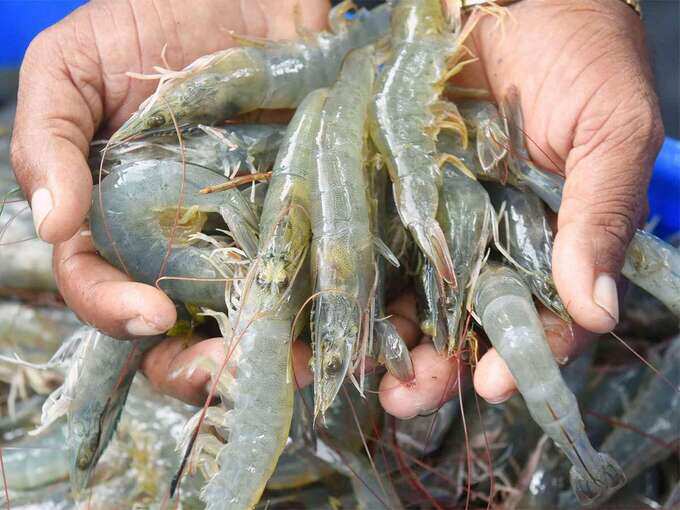 prawn eating benefits: மழைக்காலங்களில் இறால் சாப்பிடலாமா? நல்லதா கெட்டதா? 5 samayam tamil Tamil News Spot