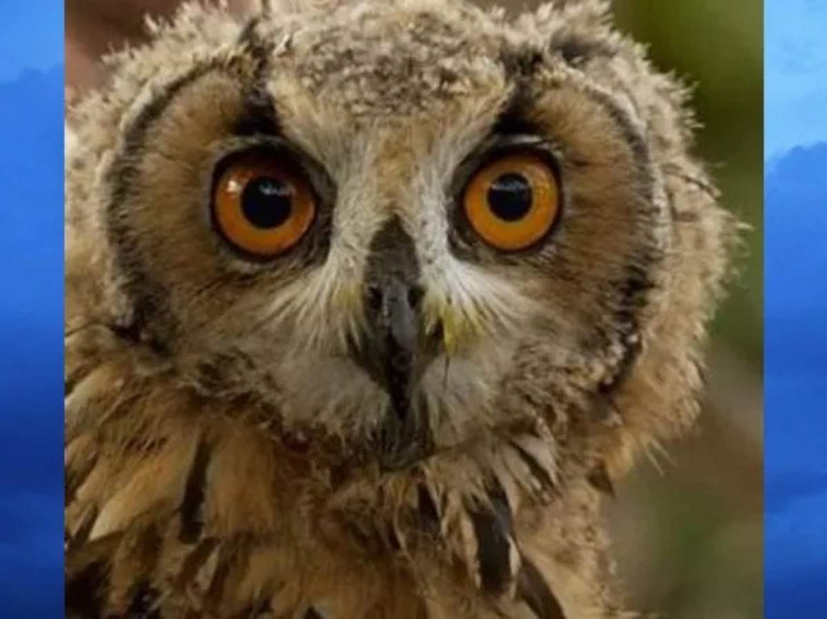 Owl Myths In India ஆந த ய ப ப ர த த ல என ன ஆக ம ஆப த த ஏற பட ம த ட ர பண வரவ க ட க க ம Samayam Tamil