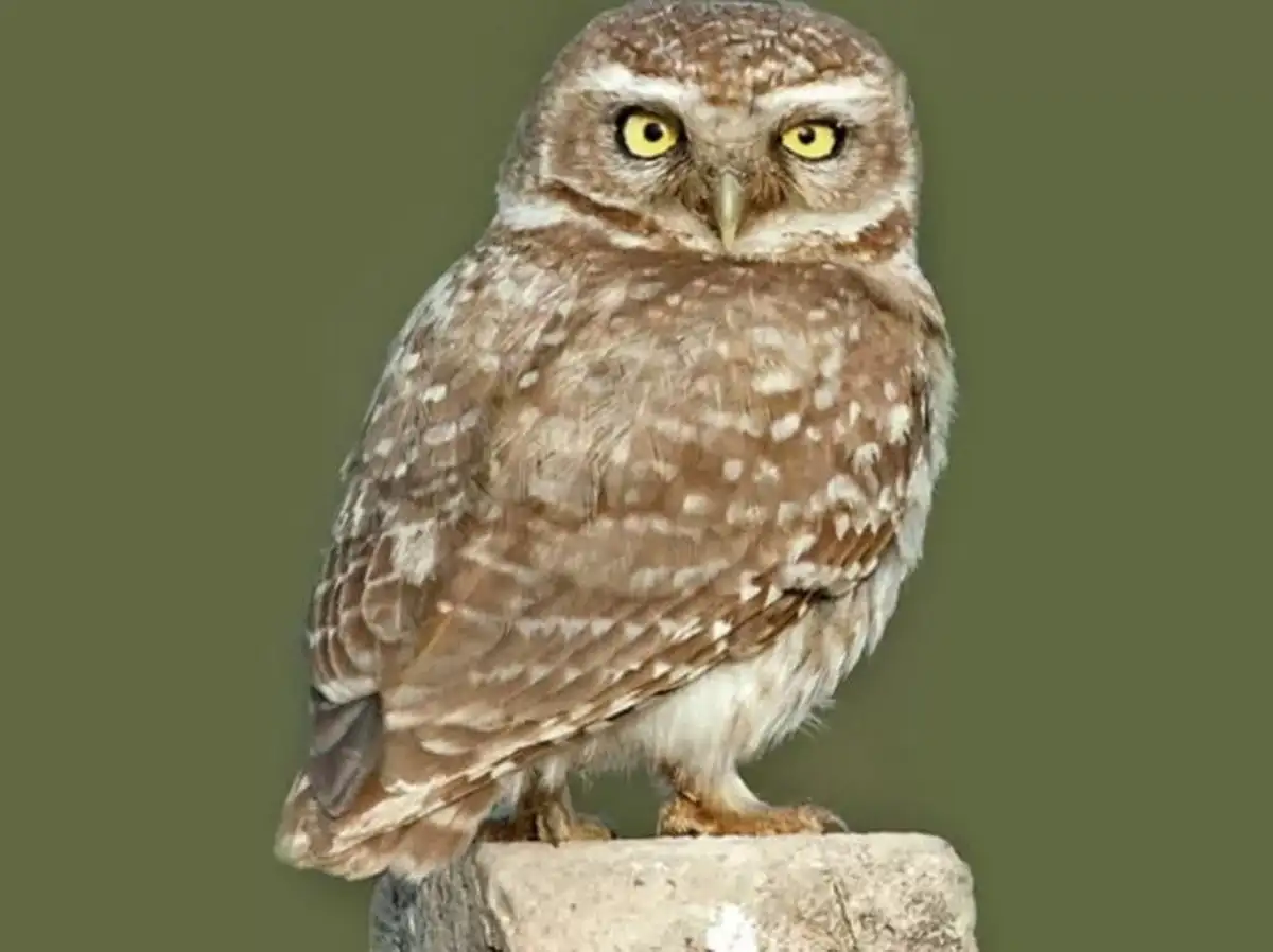 Owl Myths In India ஆந த ய ப ப ர த த ல என ன ஆக ம ஆப த த ஏற பட ம த ட ர பண வரவ க ட க க ம Samayam Tamil
