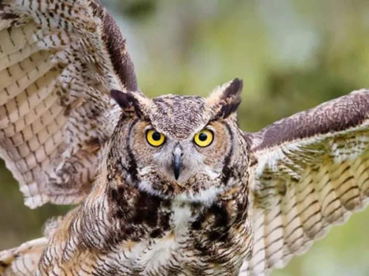 Owl Myths In India ஆந த ய ப ப ர த த ல என ன ஆக ம ஆப த த ஏற பட ம த ட ர பண வரவ க ட க க ம Samayam Tamil