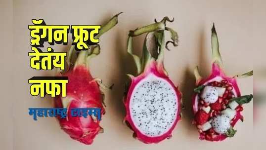 Dragon Fruit Farming | पारंपारीक शेतीला बगल देऊन शेतक-यानं केली ड्रॅगन फ्रूटची शेती