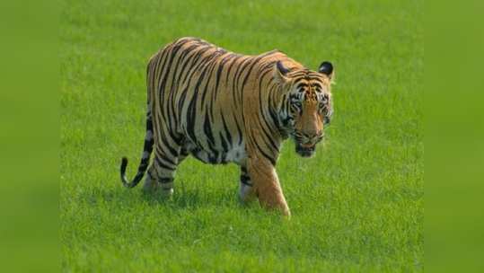 वाघाच्या हल्ल्यात शेतकरी जागीच ठार; कुटुंबावर दु:खाचा डोंगर