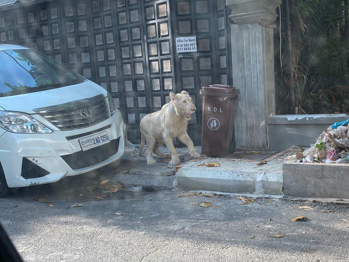 Lion on the street