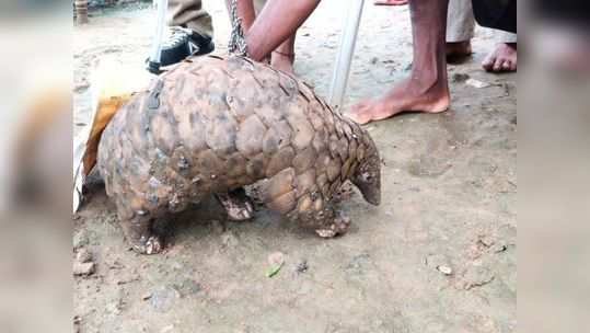 २२ वर्षीय तरुणाकडे आढळले जिवंत खवले मांजर, 'या' कामासाठी होतो वापर