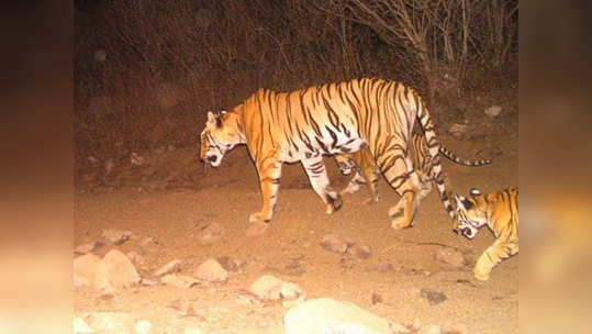 अवनी वाघिण मृत्यूप्रकरण; शिकाऱ्याच्या शस्त्राचा परवाना बनावट असल्याचा आरोप