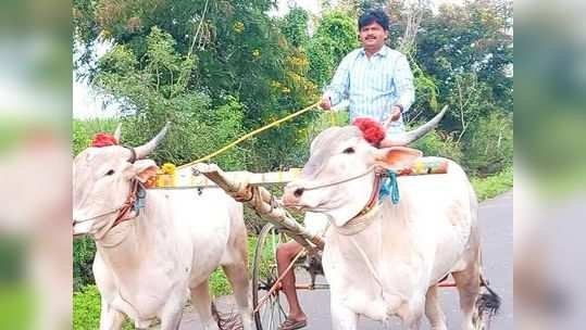 बैलगाडी शर्यत होणारच! गोपीचंद पडळकरांचं राज्य सरकारला आव्हान; पोलीस बंदुका आणि दंडुके घेऊन रस्त्यावर