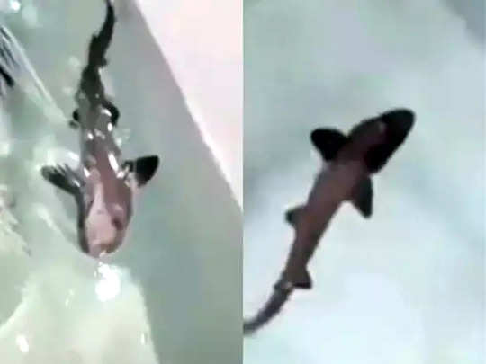 Parthenogenesis Reproduction In Shark ஆண த ண இல ல மல க ட ட ப ட ட ச ற ம ன இத மன தர கள க க ம ச த த யம த ன ம Baby Shark Born In Water Tank With Just Two Females Living