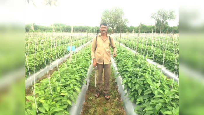 फुकटात ढबू घ्या ढबू! असं काय झालं की शेतकऱ्याने ट्रॉलीभर ढबू मिरची फुकट वाटली?