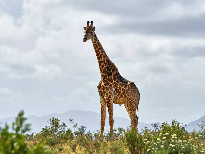 -sri-chamarajendra-zoological-gardens-in-mysore-in-hindi