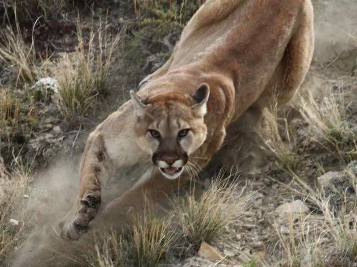 California Woman Fights Mountain Lion With Bare Hands To Save Her Son बच च क बच न क ल ए न हत थ ह श र स भ ड मह ल जमकर क प ट ई और भग द य Navbharat Times