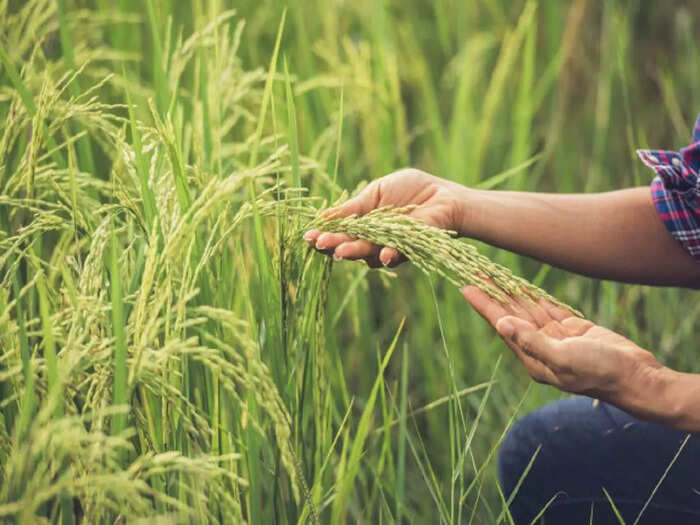 Career In Agriculture: शेतीचा करा अभ्यास