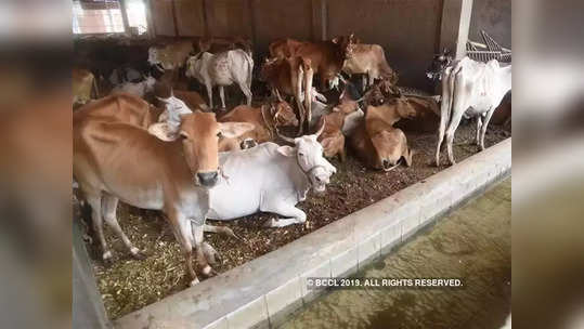 'cow should be declared as national animal' : 'गायीला राष्ट्रीय पशु घोषित केले पाहिजे', हायकोर्टाने नोंदवले निरीक्षण