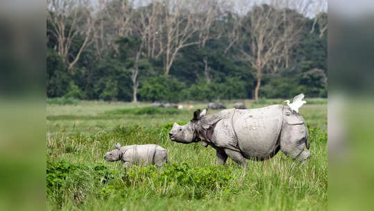 Assam: आसाममधल्या 'राजीव गांधी राष्ट्रीय पार्क'चं नामांतरण, काँग्रेसनं घेतला प्रण