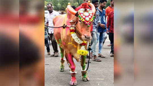 यंदा पोळा फुटणार नाही