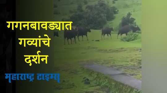 Kolhapur : गगनबावडा परिसरात निसर्गाच्या सानिध्यात गव्यांचा मुक्त वावर