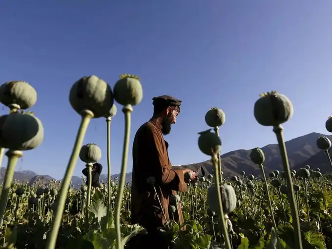 अफगानिस्तान में अफीम की खेती