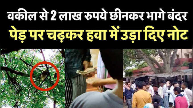 वकील से 2 लाख रुपये छीनकर भागे बंदर, पेड़ पर चढ़कर हवा में उड़ा दिए नोट